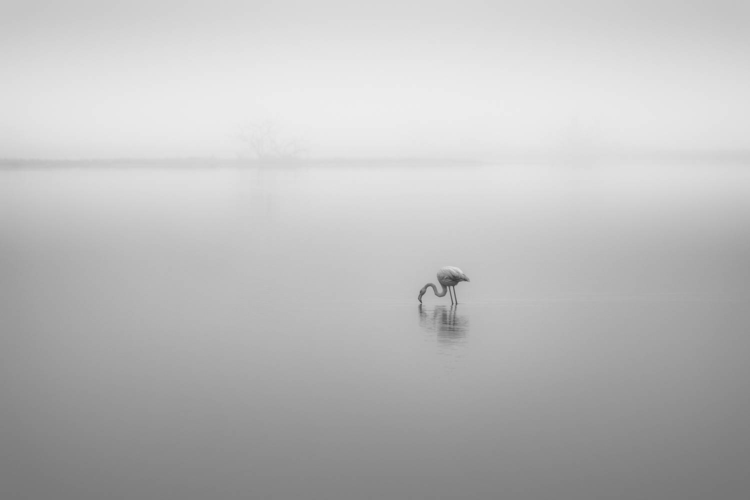 , de Franzoni Thomas