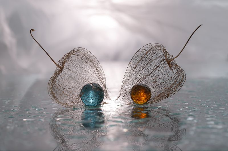 макро, физалис, macro, canonphoto Я - это ты фото превью