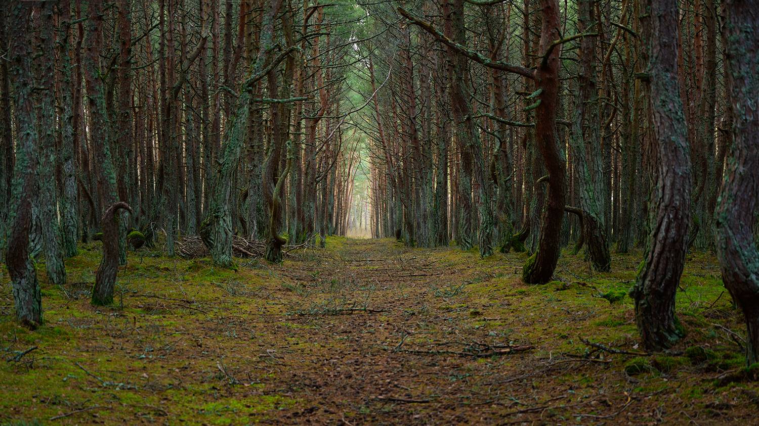 калининград, куршская_коса, лес, Popoff Dmitry