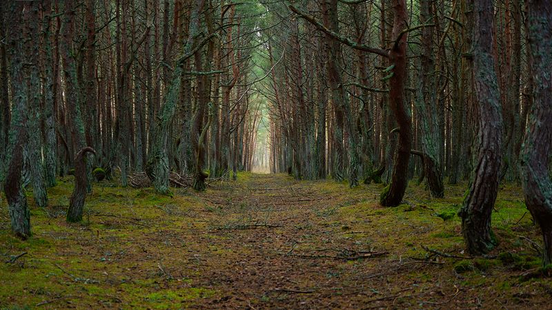 калининград, куршская_коса, лес Хвойный лес на Куршской косе фото превью