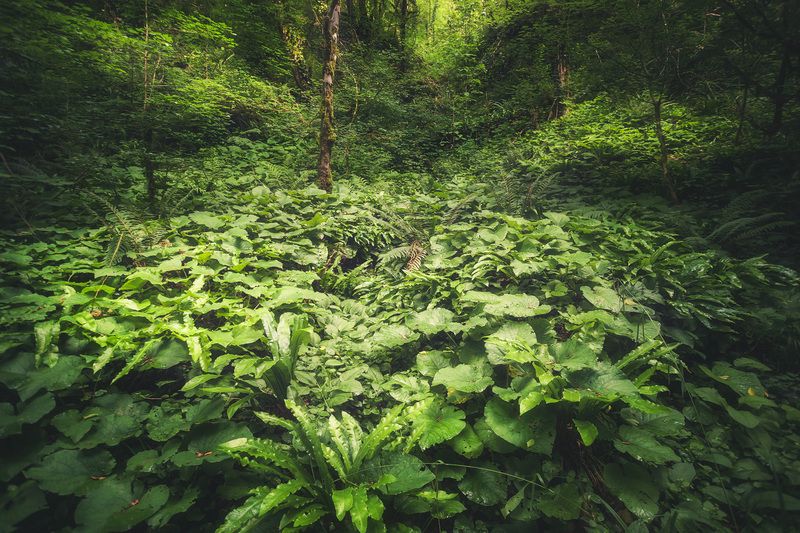 Кислород фото превью