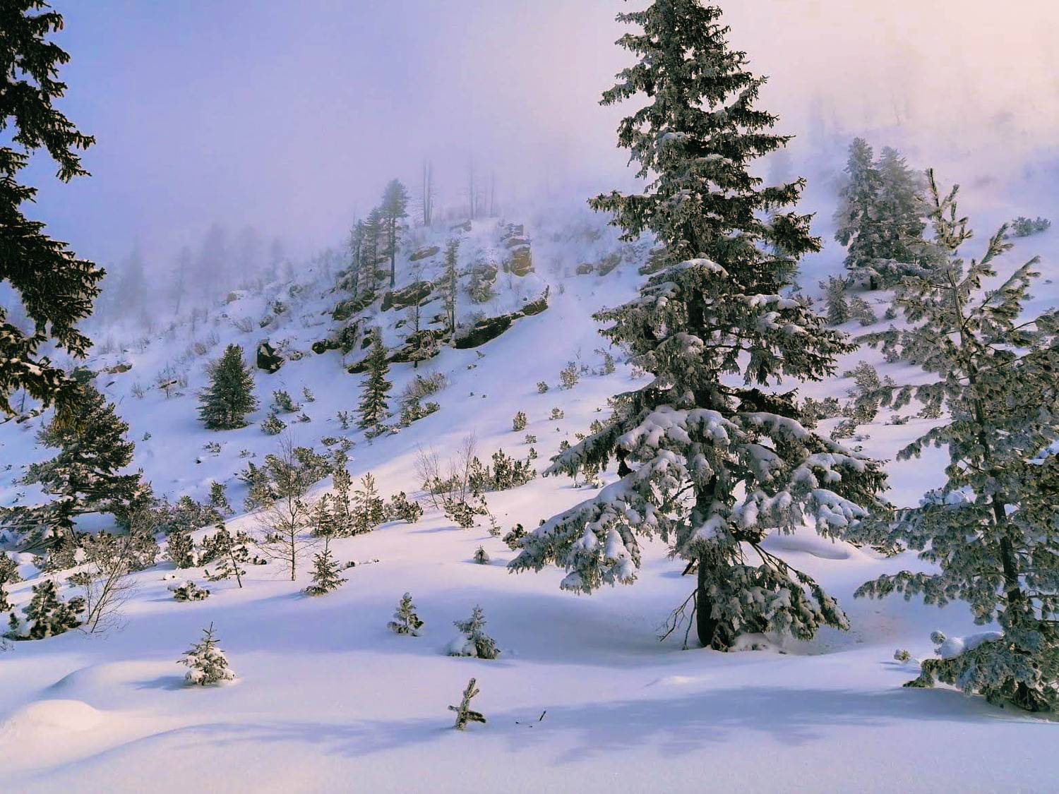 , Николов Андриян