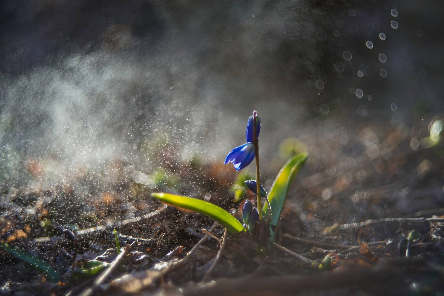 пролески,гелиос,цветы, Елена Брежицкая