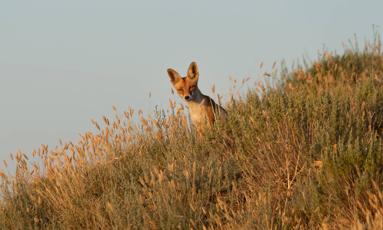 Россия, Крым, Феодосия, посёлок Орджоникидзе, лиса, , Гаврилов Юрий