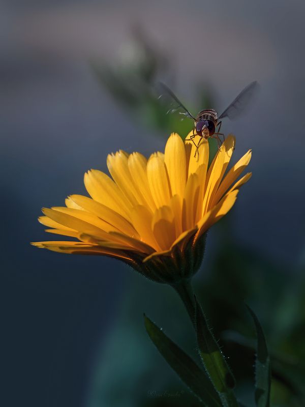 муха, журчалка, макро Жжжурчалка фото превью