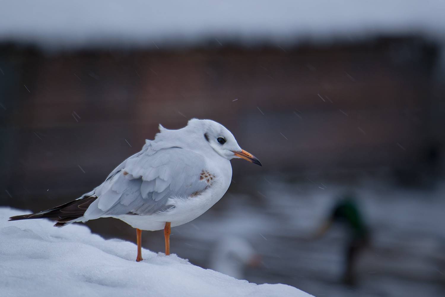чайка, птица, калининград, озерная чайка, bird, seagull, Хилько Марина