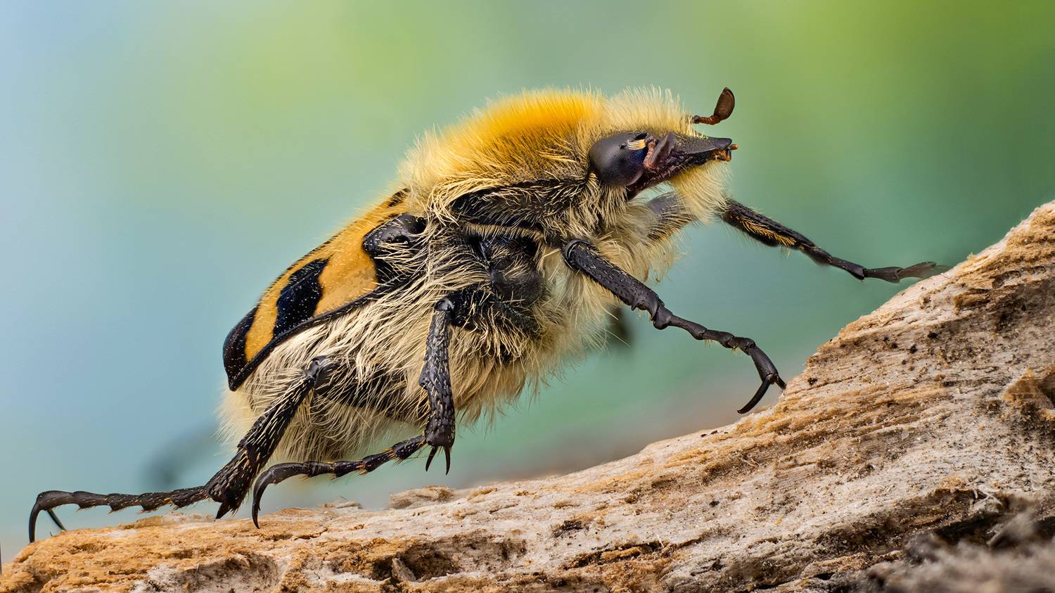 trichius fasciatus, Eugenijus Kavaliauskas