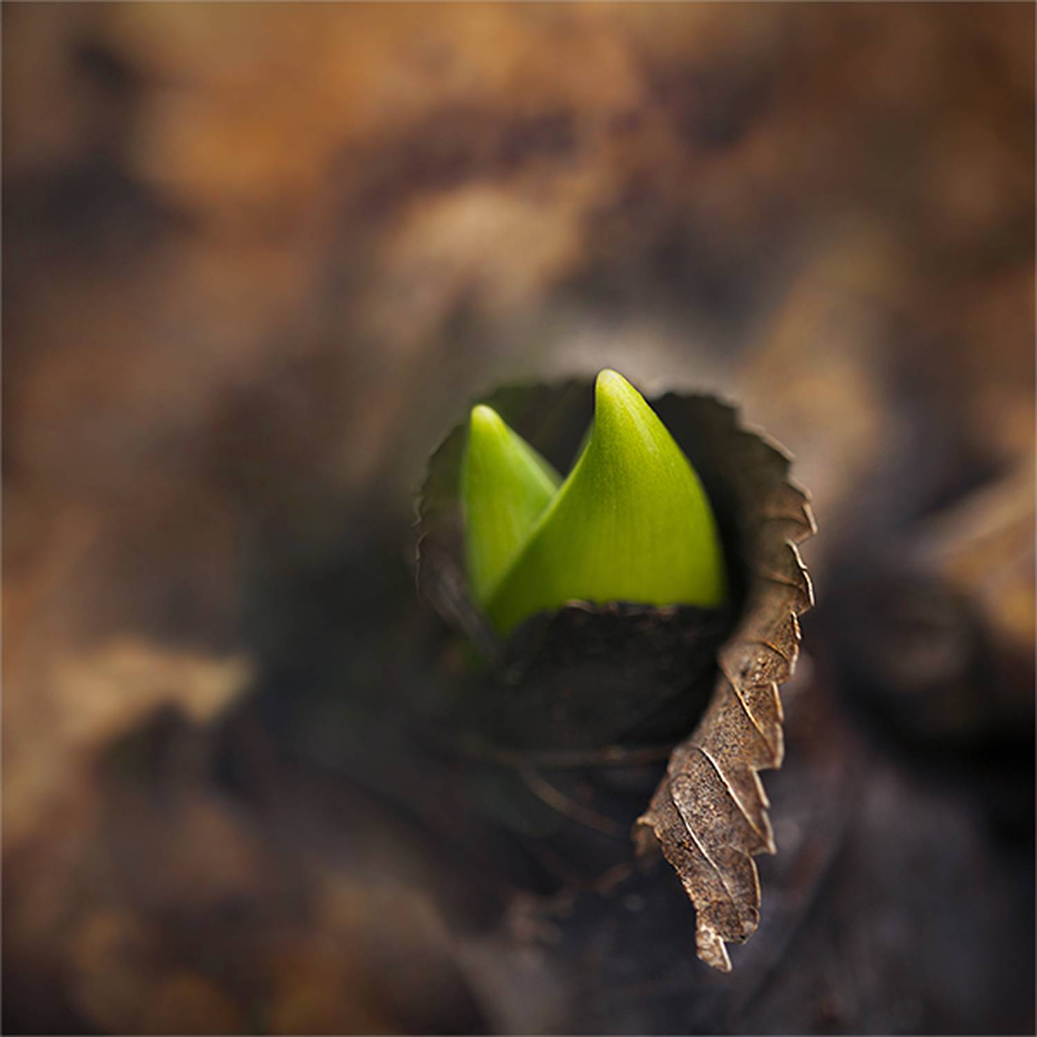 , Наталья Ова