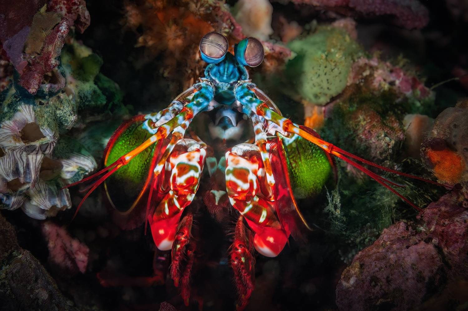 рак-богомол, odontodactylus scyllarus, malapascua island, philippines, малапаскуа,  филиппины, Булгаков Сергей