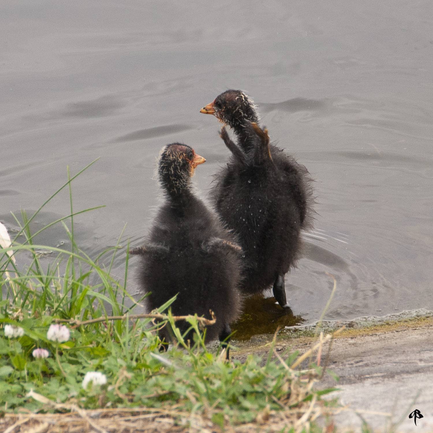 , Алексей Бахтиозин