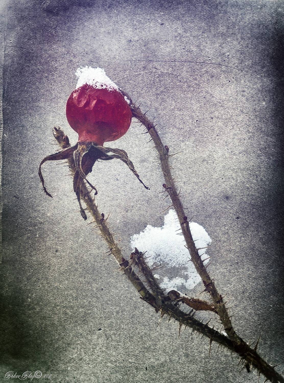 , Орлов Олег