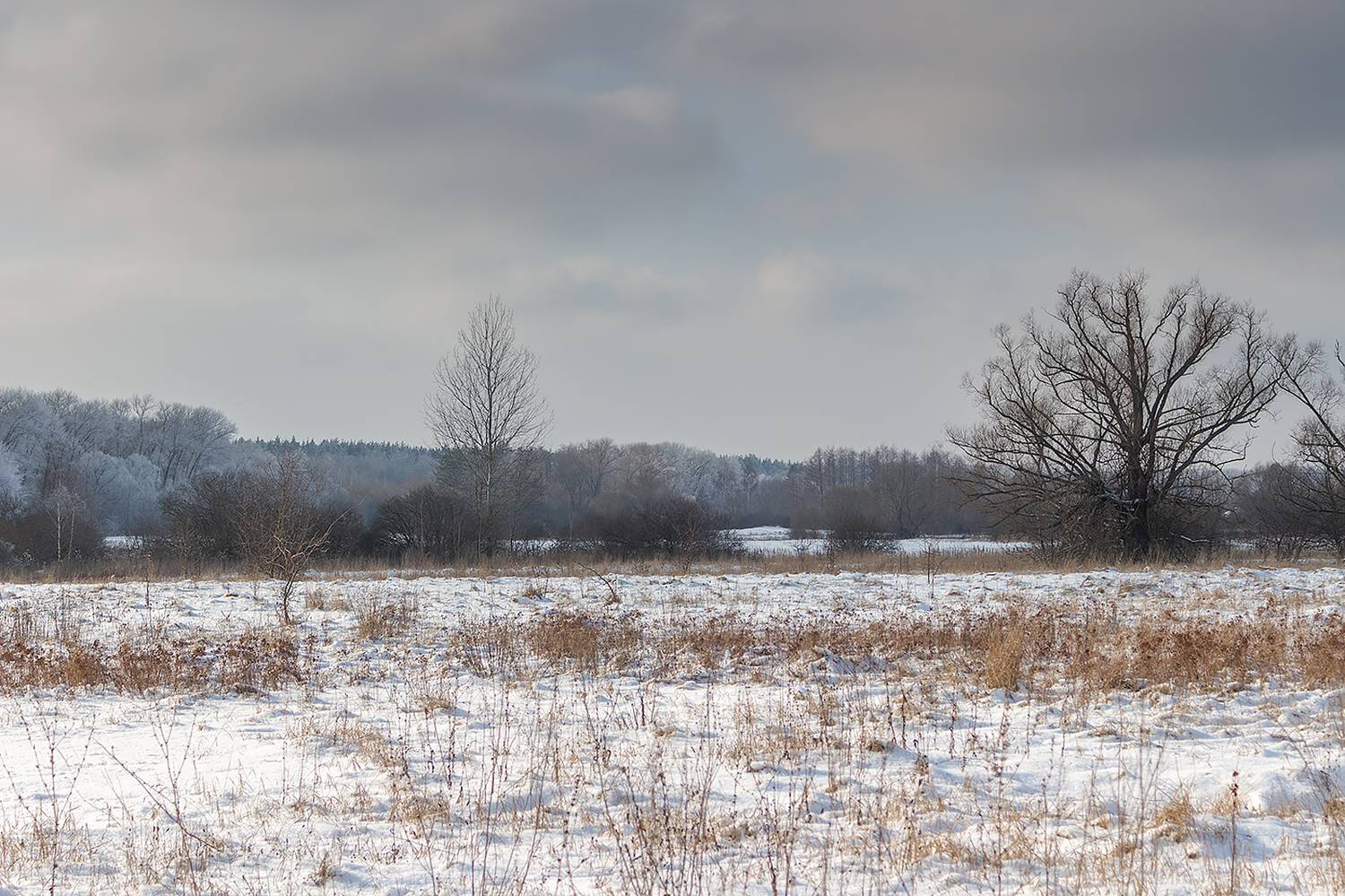 лес, деревья, зима, иней, природа, Востриков Руслан