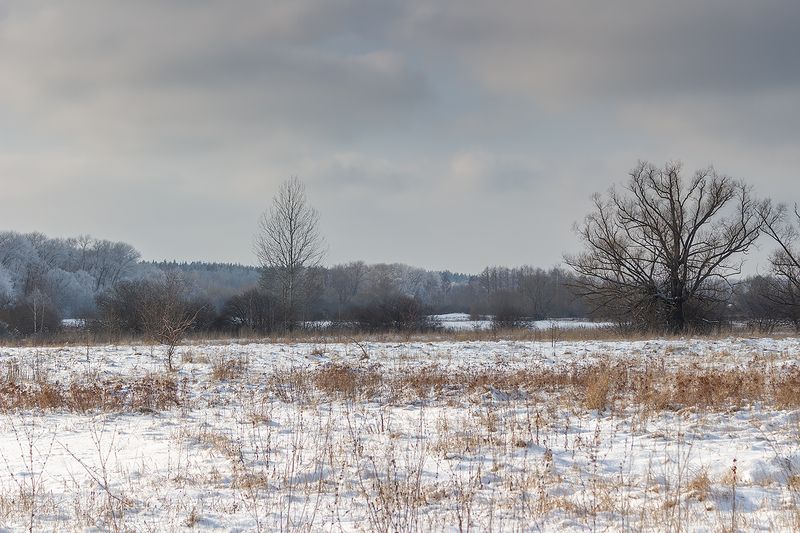 лес, деревья, зима, иней, природа  фото превью