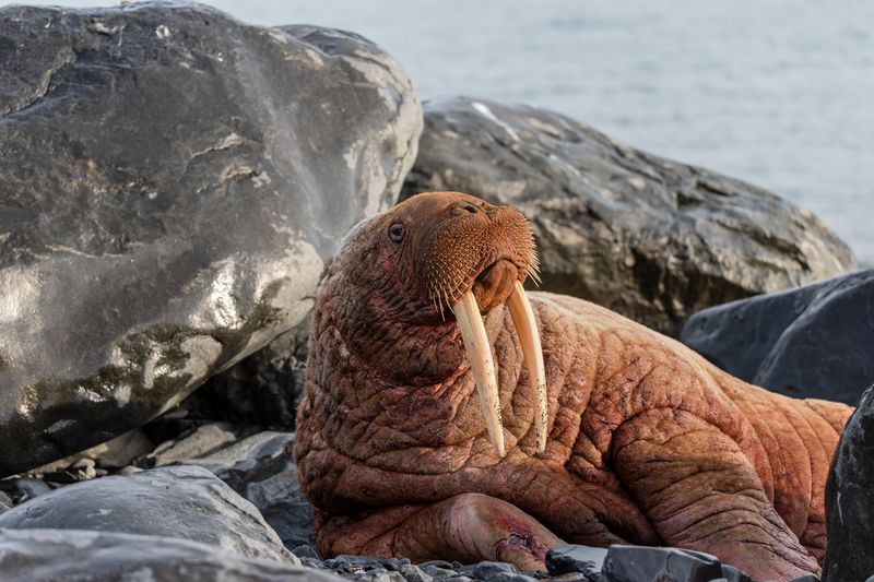 чукотка, морж Портрет моржа фото превью