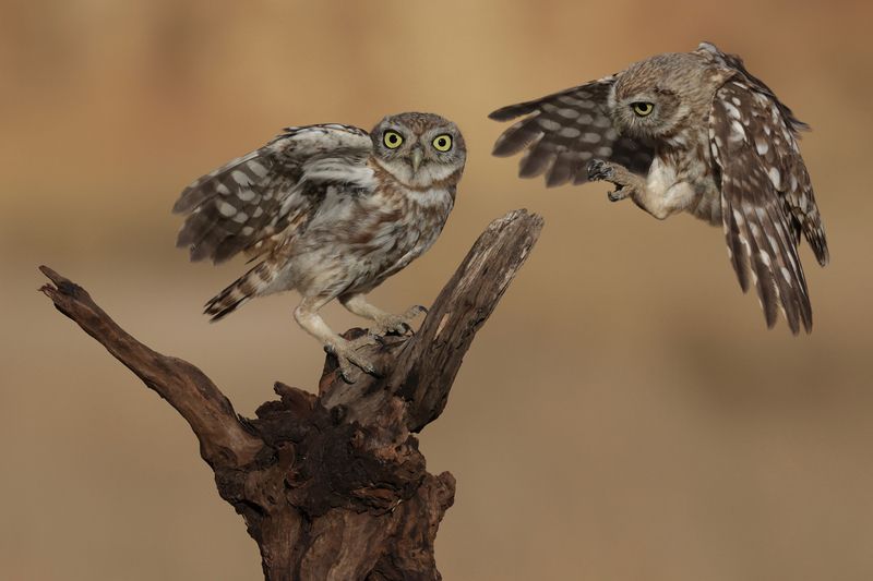 Little owls  фото превью