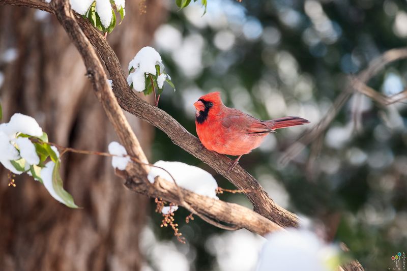 Cardinal фото превью