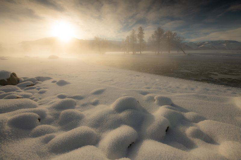 Курай фото превью