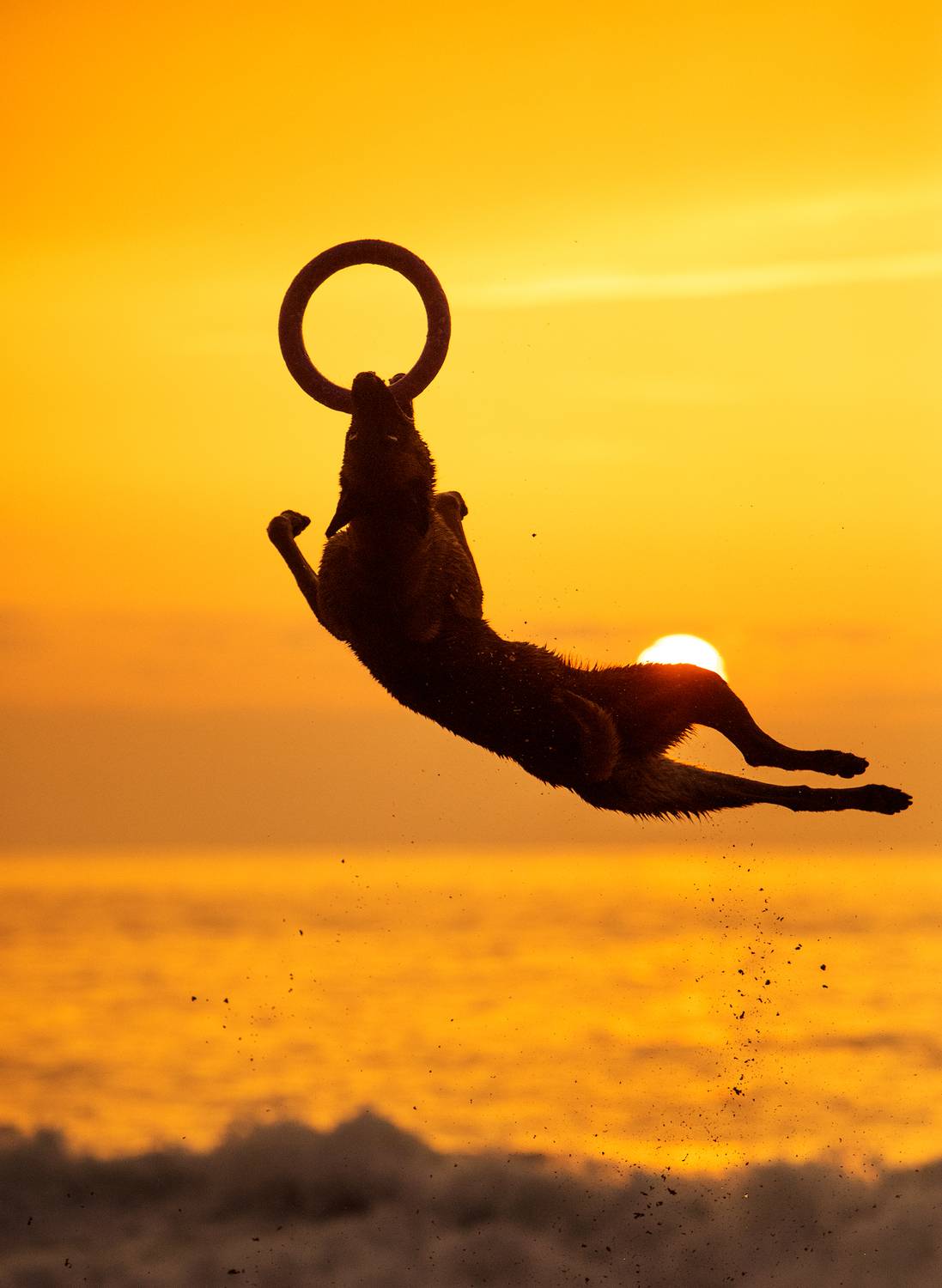 Photography,frisbee,dog,pets,malinois,sunset,beach,outdoor,motion,disc,sunlight, Alexandre Marques
