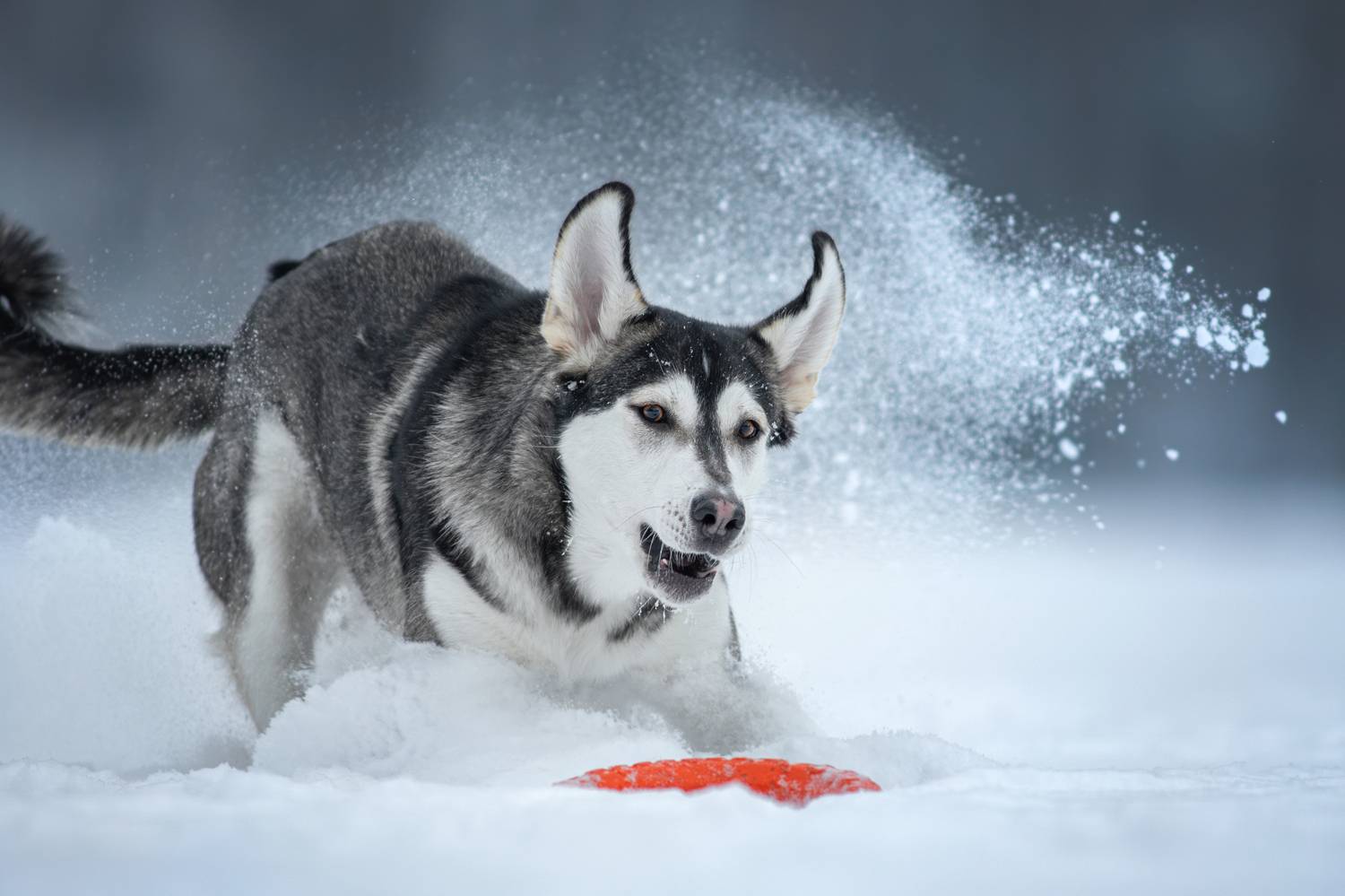 , Зубкова Юлия