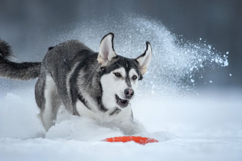 фото превью