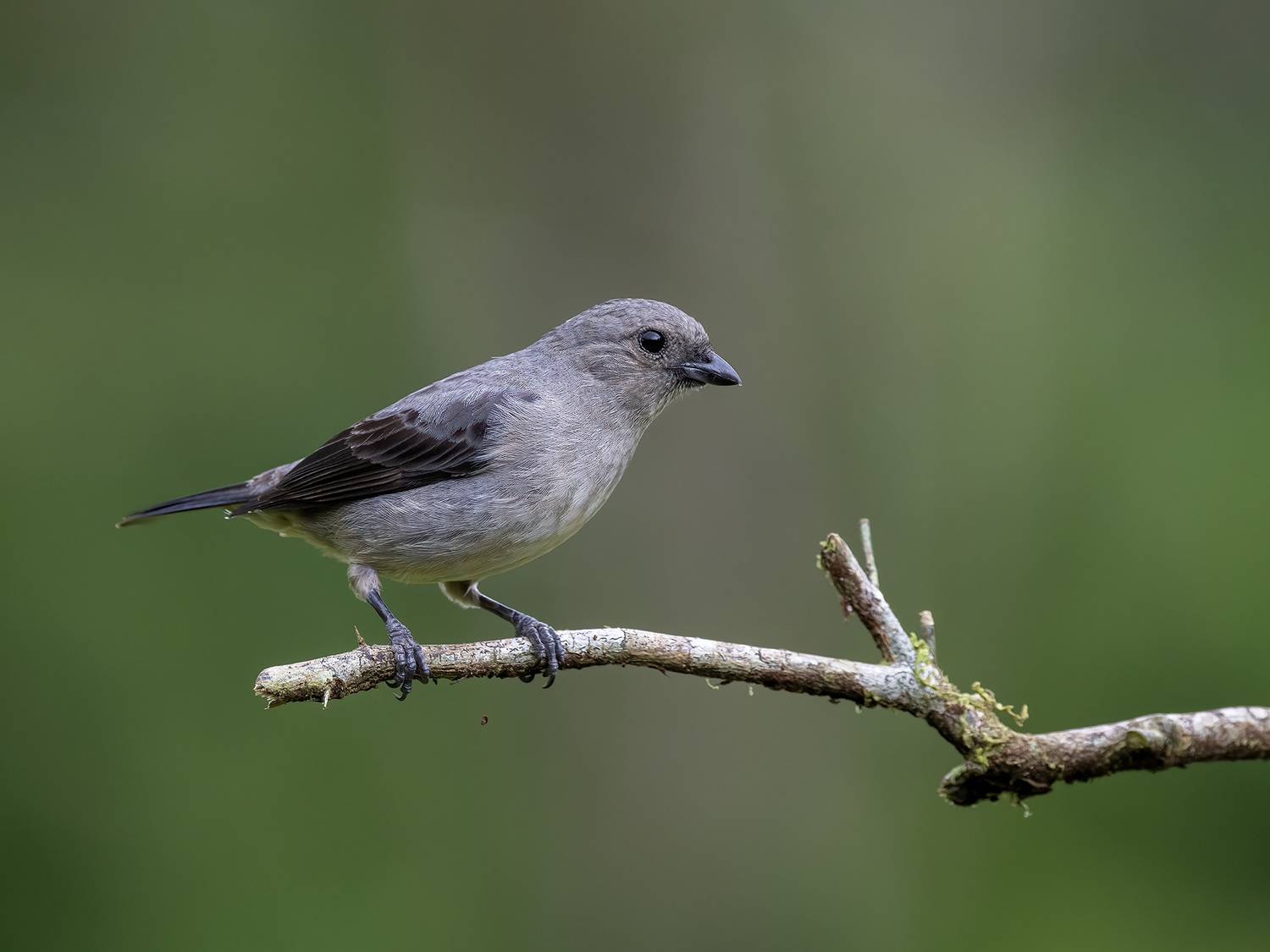 , Fernando Burgalin Sequeira