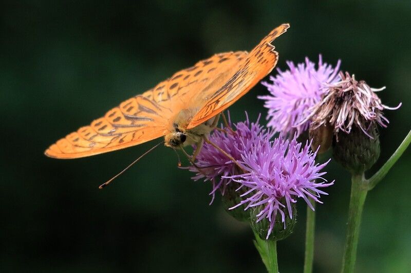 Бабочка и чертополох фото превью