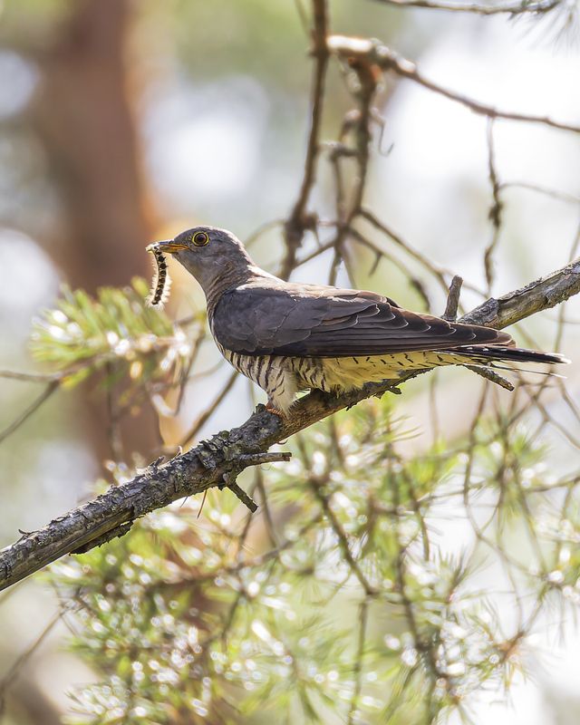 кукушка, птицы Кукушка фото превью