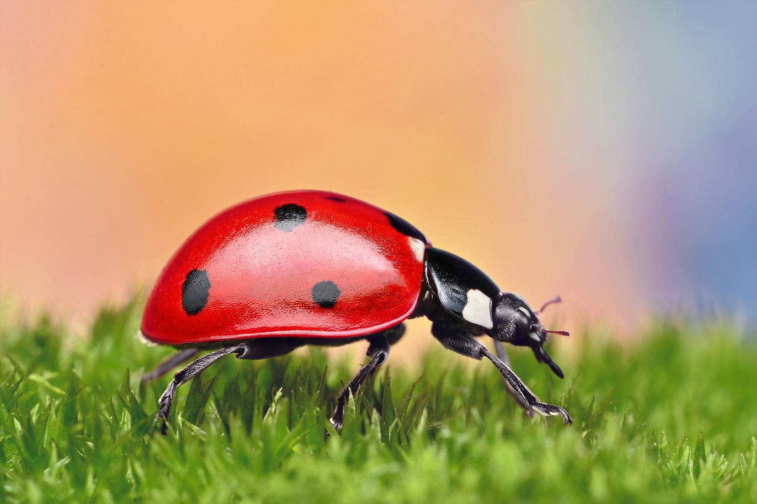 ceclii, macro, Ganev Tsvetan