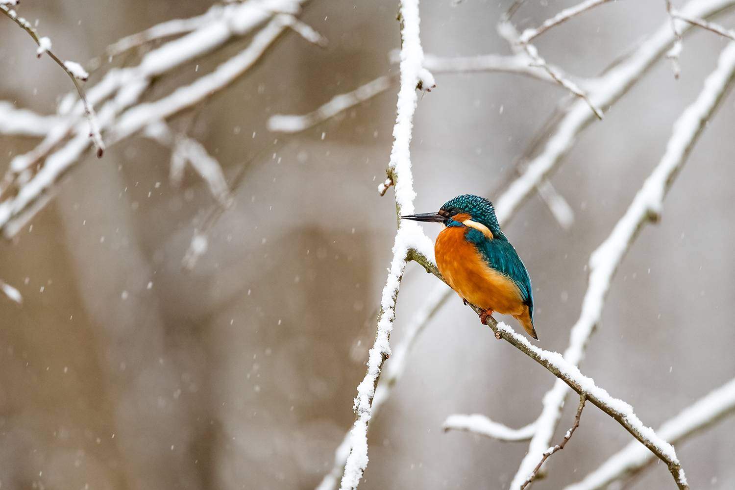 , Абросимов Александр