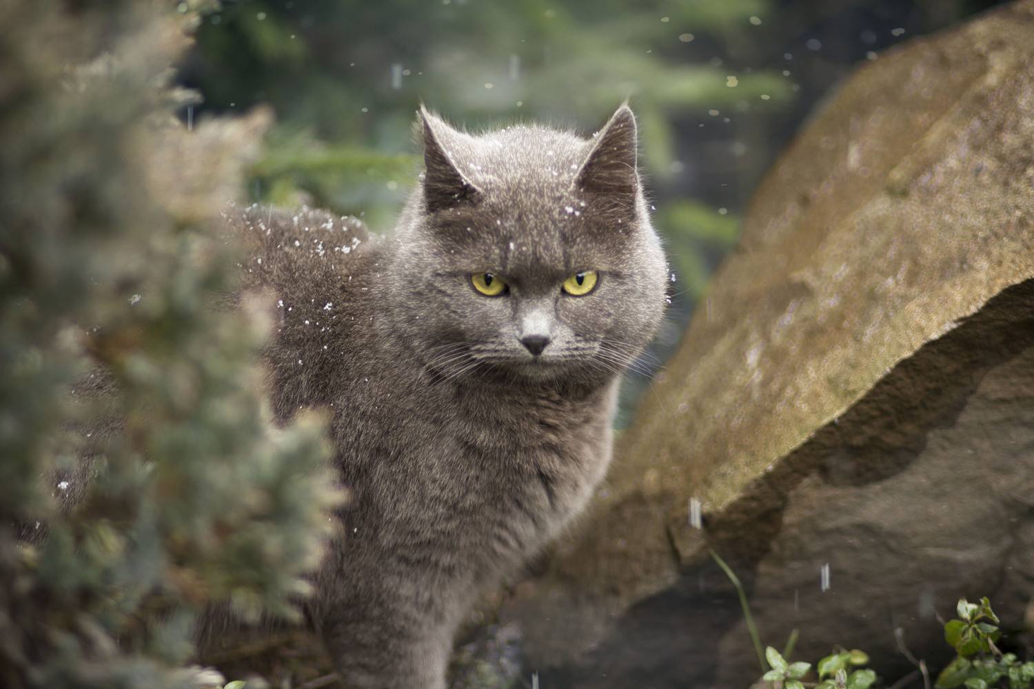 кошка, снег, Зимина Лионелла