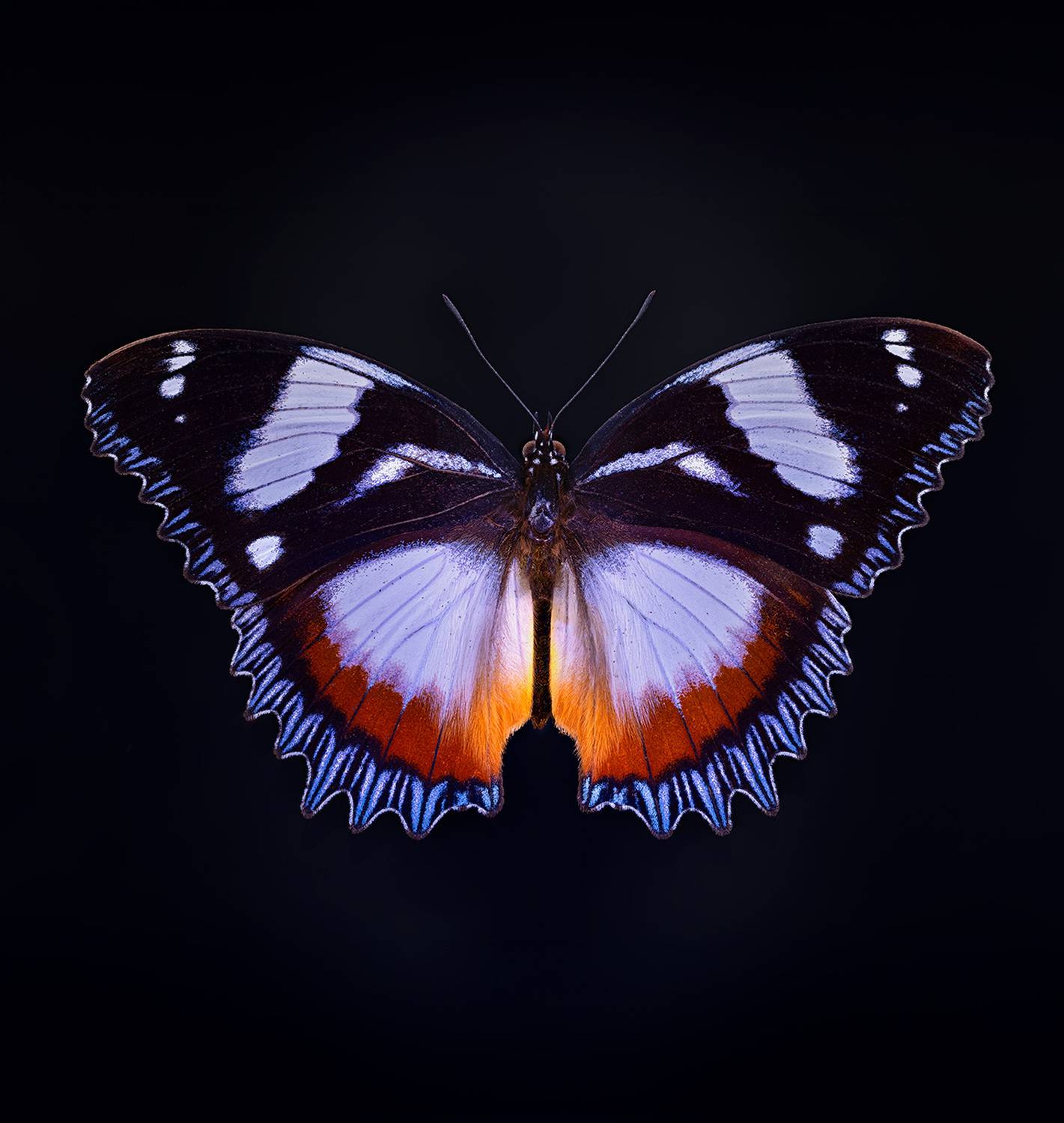 hypolimnas dexithea, Eugenijus Kavaliauskas