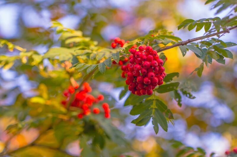 .... фото превью