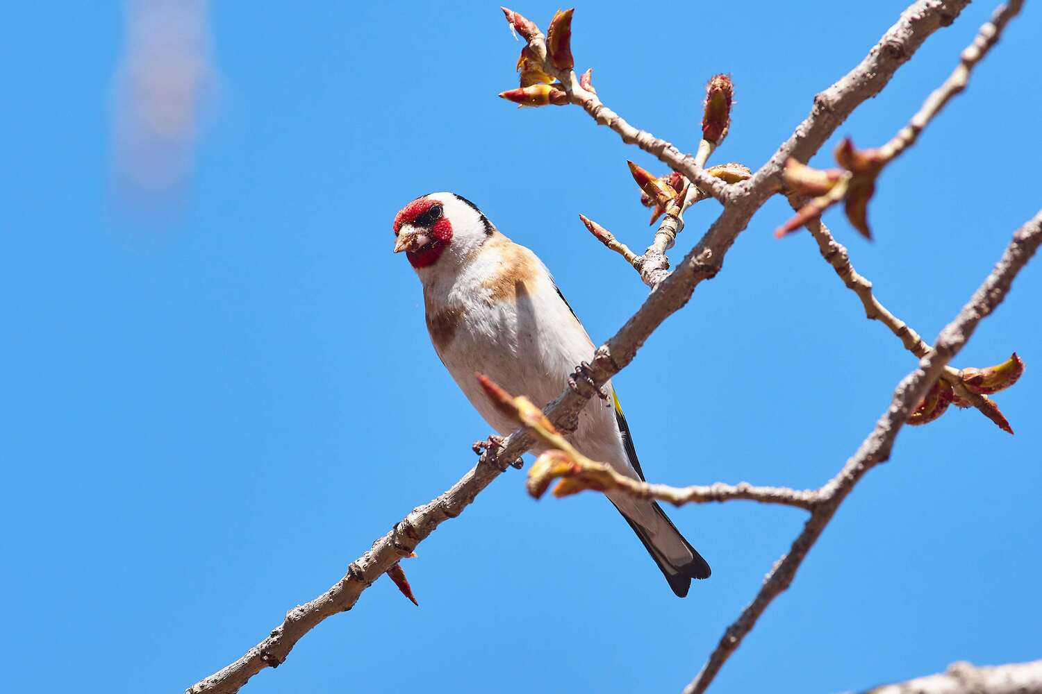 bird, birds, volgograd, russia, wildlife, , Павел Сторчилов