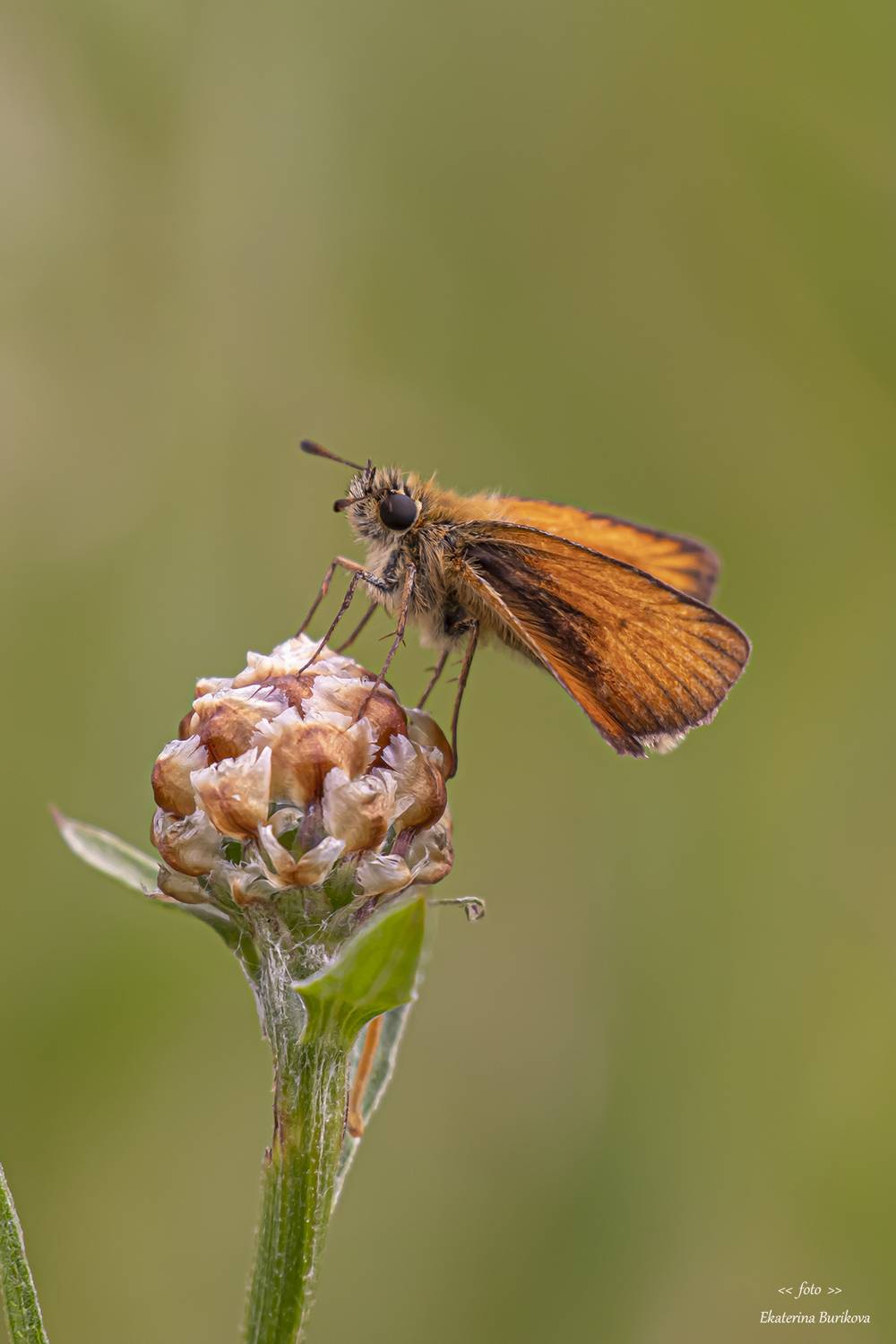 , Бурикова Екатерина