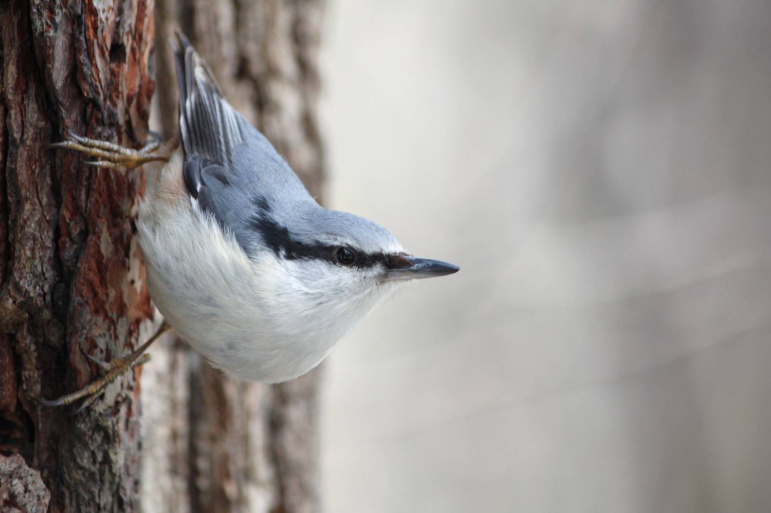 поползень, обыкновенный поползень, ямщик, sitta europaea, КарОл