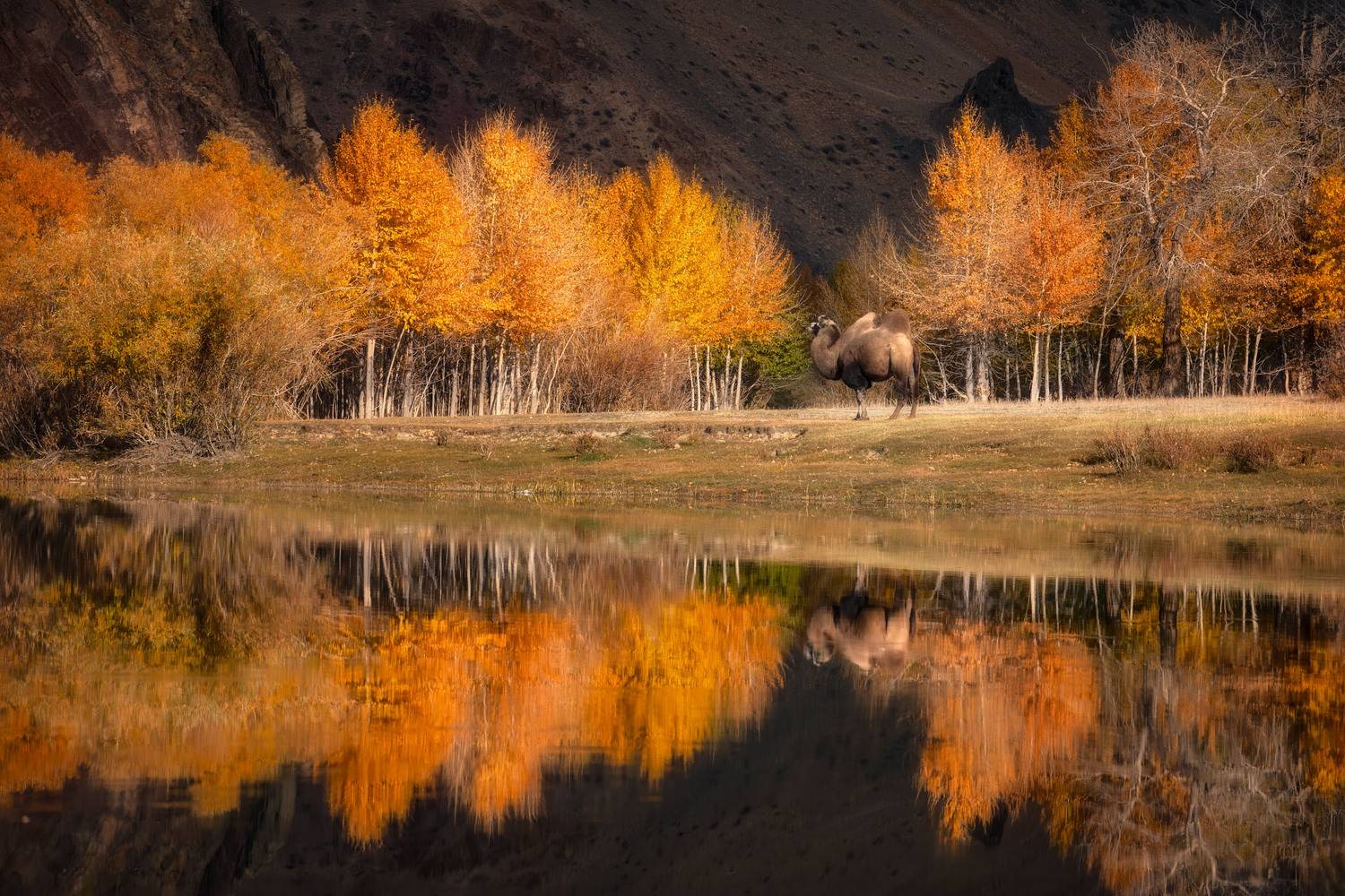 altay, autumn, landscape, topview, foggy, misty, photographer, Алексей Вымятнин