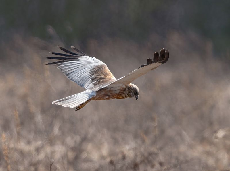 Болотный лунь фото превью