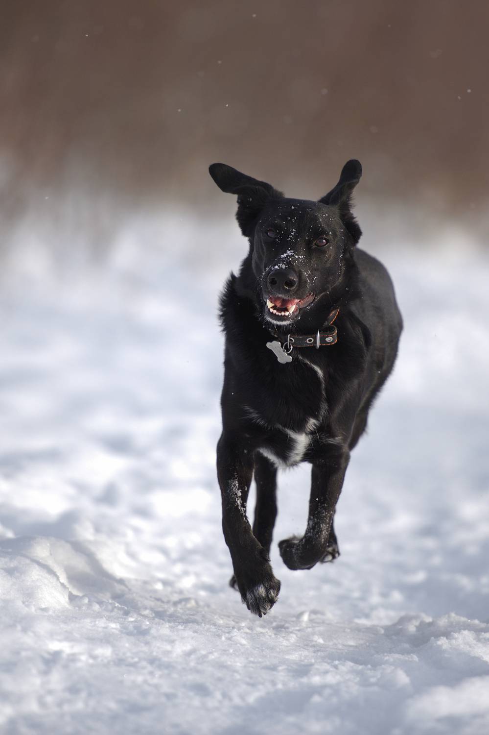 , Максим Вышарь