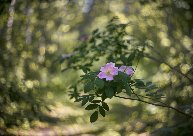 месяц май фото превью
