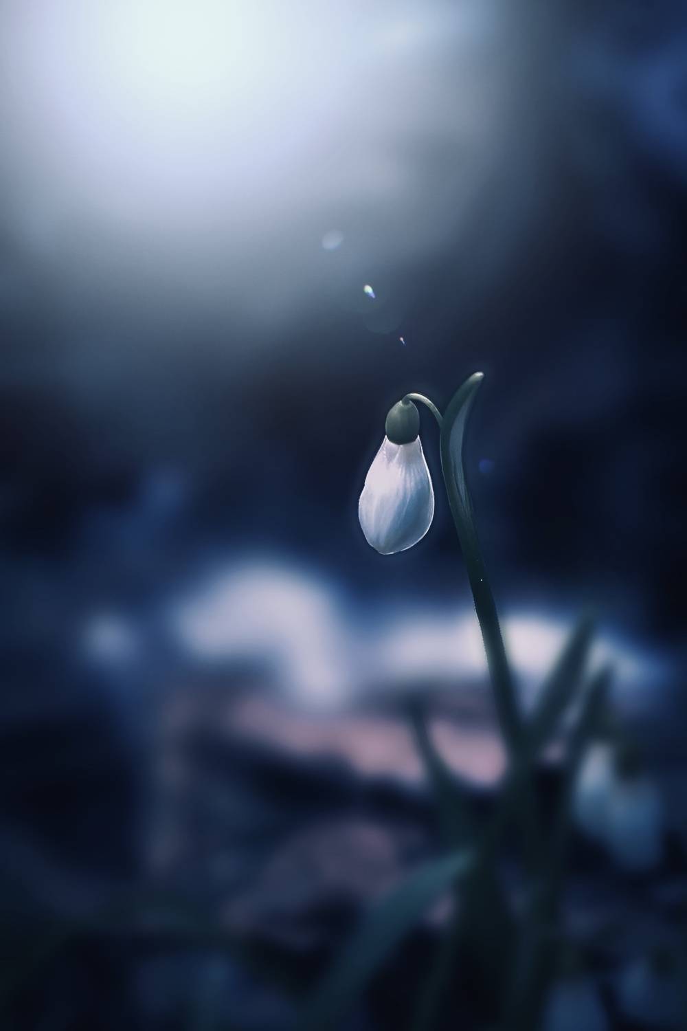 макро, macro, цветы, flower, весна, spring, подснежник, Julia Kaissa