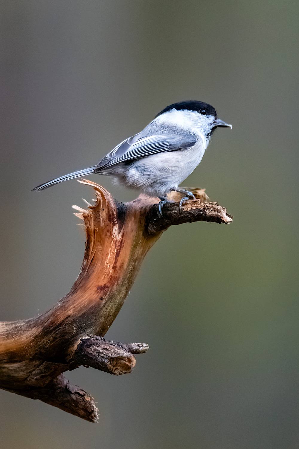, Абросимов Александр