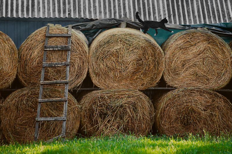 В деревне летом фото превью