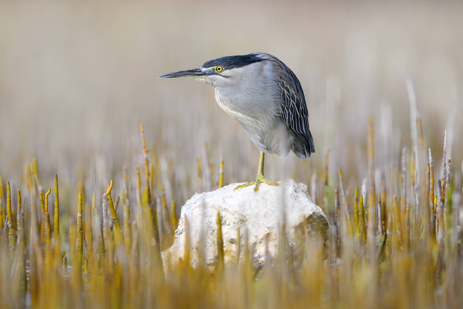 птица, фотоохота, цапля, природа, фауна, Vladimir Kulikov