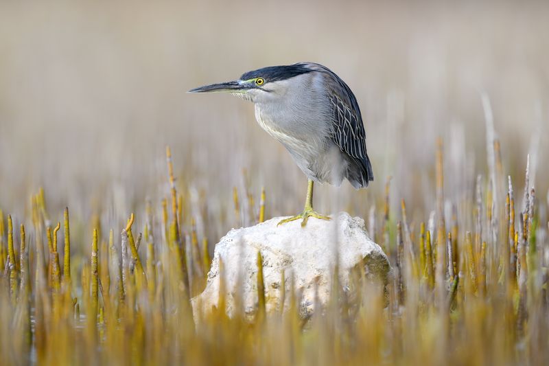 птица, фотоохота, цапля, природа, фауна Зеленая кваква фото превью