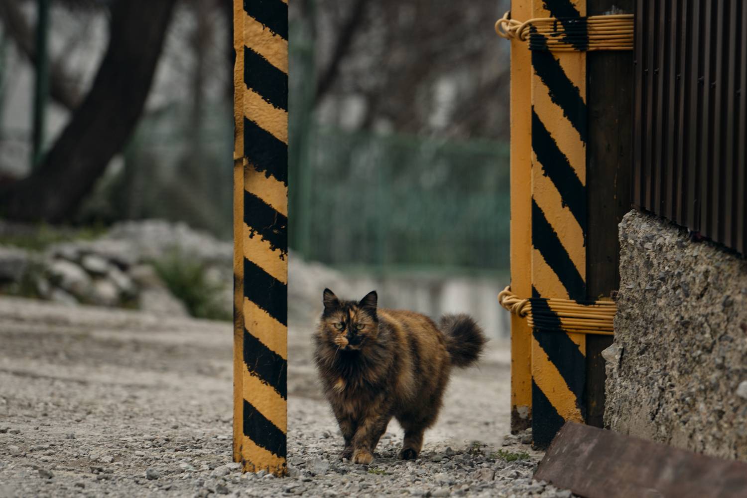 улица, столбы, окрас, котейка, Вьюшкин Игорь