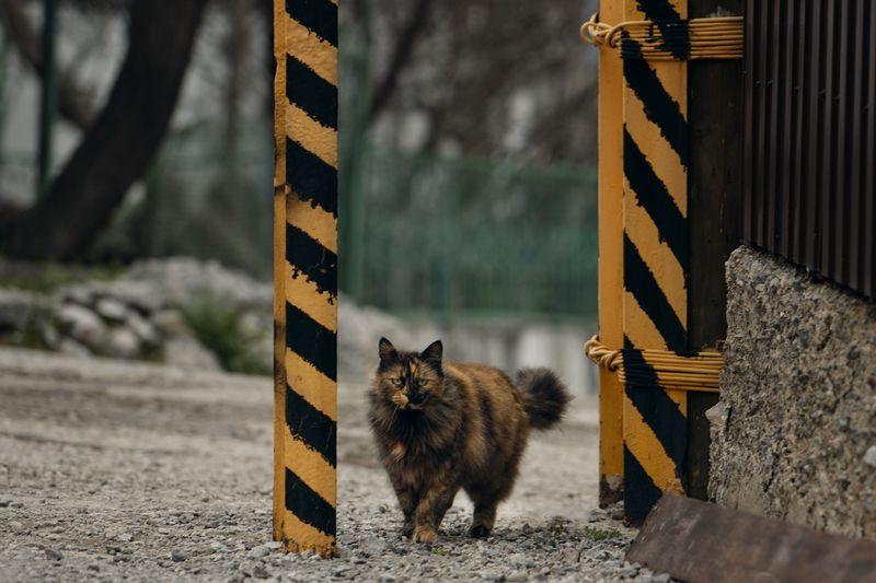 улица, столбы, окрас, котейка Хамелеон фото превью