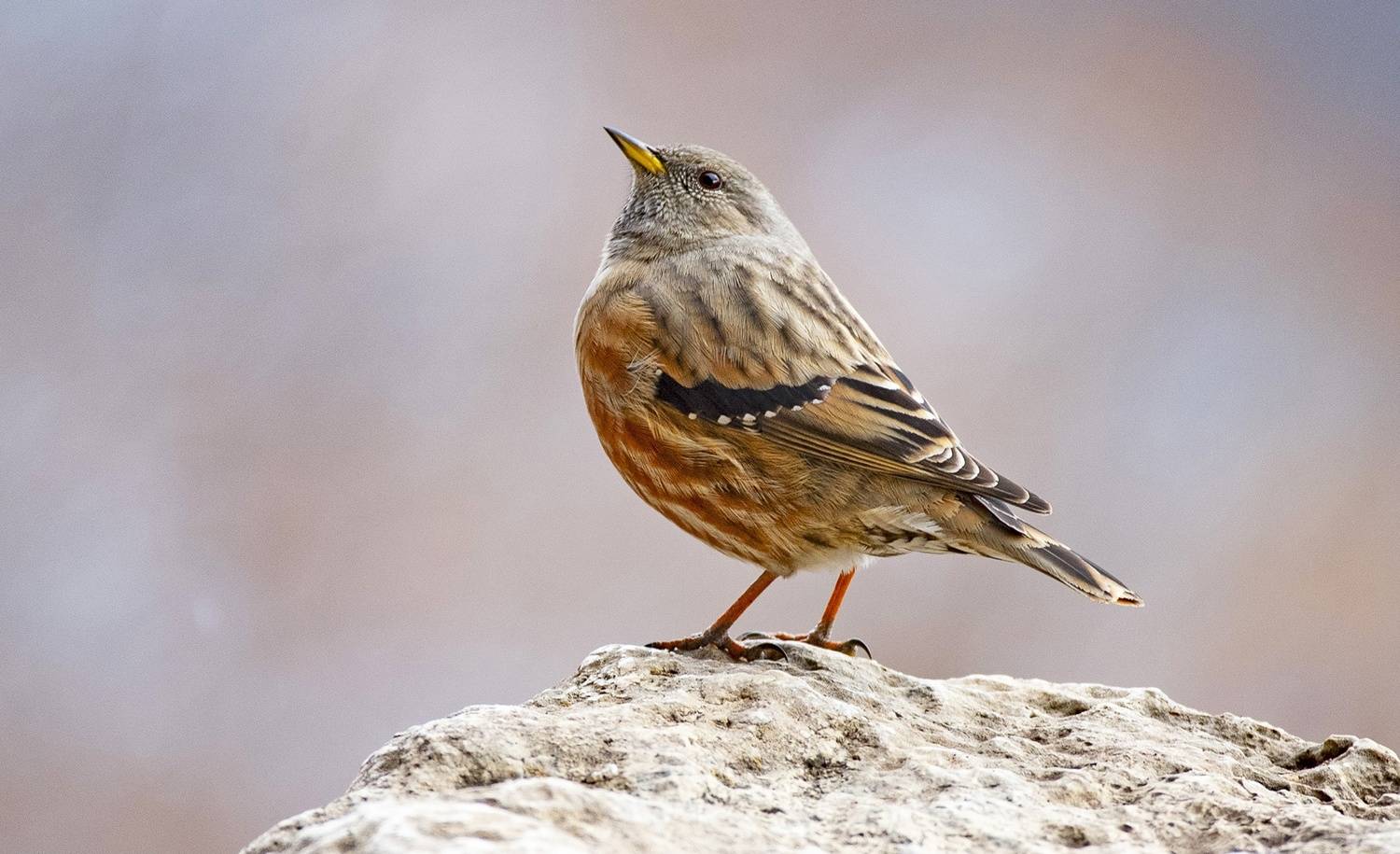 завирушка птица, Gurdina Lena