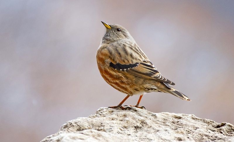 завирушка птица Альпийская завирушка фото превью