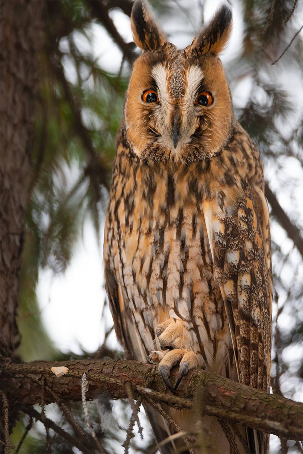 , Чудинин Дмитрий