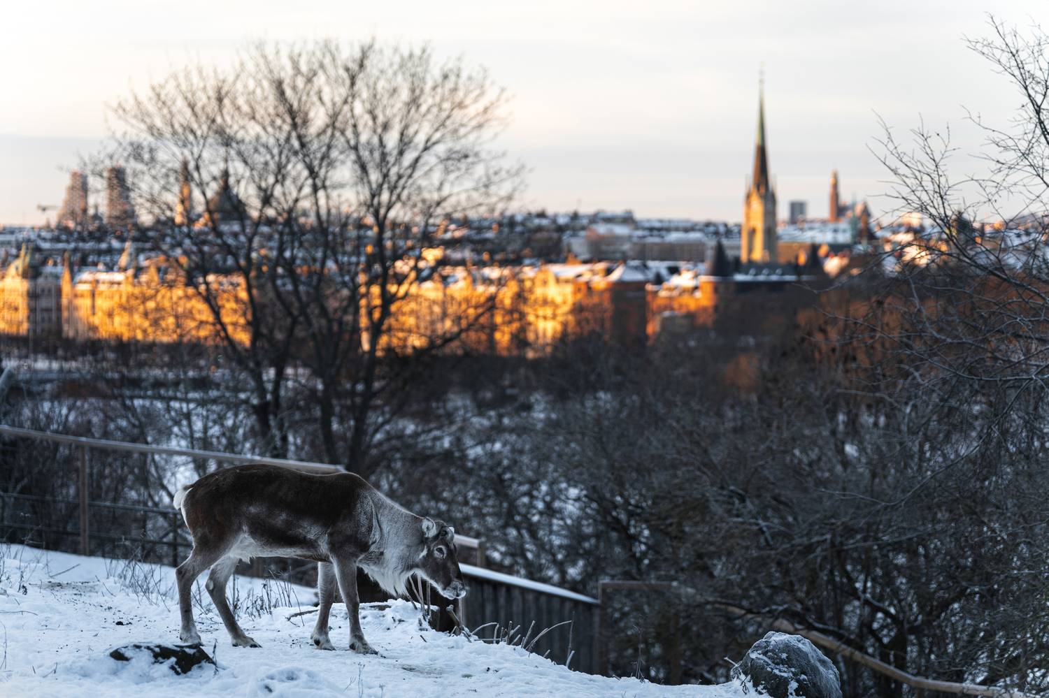Стокгольм, олень, зима, закат, Soul